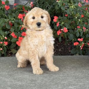 Missy Mini Goldendoodle