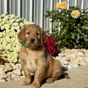 Nugget Golden Retriever