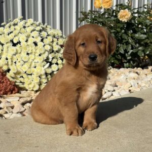Noodle Golden Retriever