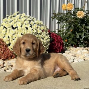 Nacho Golden Retriever