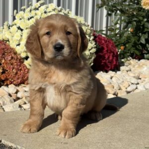 Norman Golden Retriever
