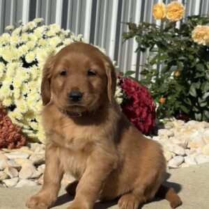 Nelson Golden Retriever