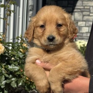 Tiny Golden Retriever