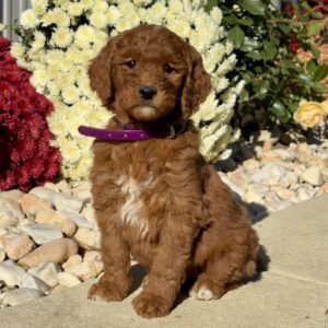 Linus Goldendoodle