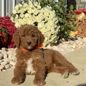 Luke Goldendoodle