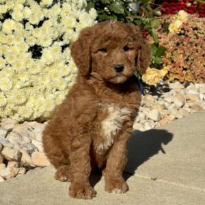 Leonard Goldendoodle