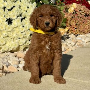 Leroy Goldendoodle