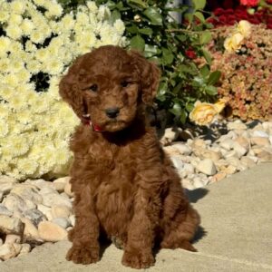 Lance Goldendoodle