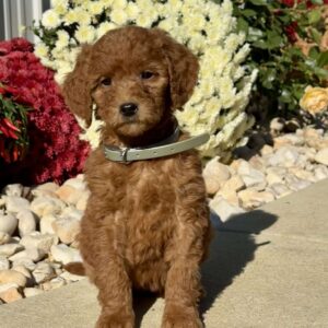 Lucy Goldendoodle