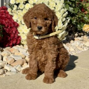 Lilly Goldendoodle
