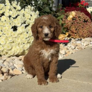 Lexi Goldendoodle