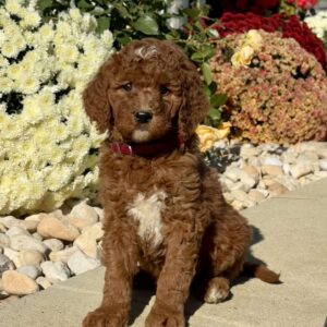 Lady Goldendoodle