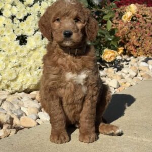 Lester Goldendoodle