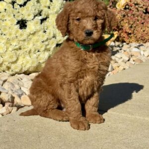 Leo Goldendoodle
