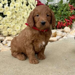 Ivan Mini Goldendoodle