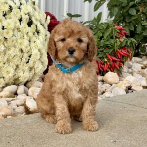 Ivy Mini Goldendoodle