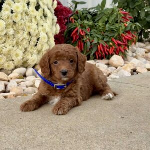 Iggie Mini Goldendoodle