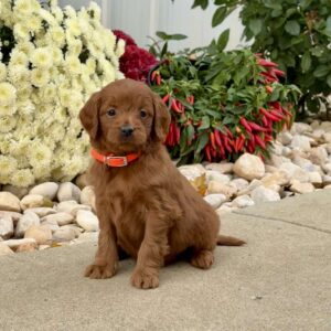 Isabelle Mini Goldendoodle