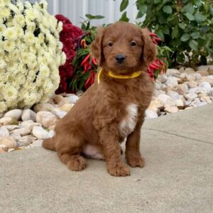 Indie Mini Goldendoodle