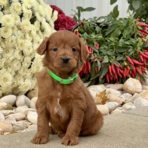 Iris Mini Goldendoodle