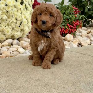 Ian Mini Goldendoodle