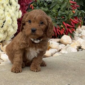 Ida Mini Goldendoodle