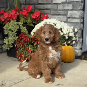 Farah Goldendoodle
