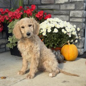 Axel Mini Goldendoodle