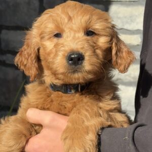 Mater Mini Goldendoodle