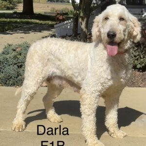 Darla