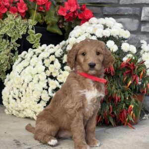 Candy Goldendoodle