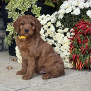 Chuck Goldendoodle