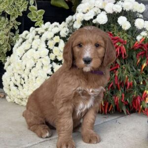 Cooper Goldendoodle