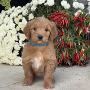 Clyde Goldendoodle