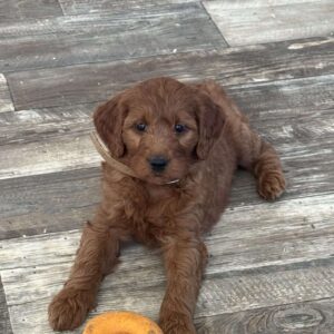 Chloe Goldendoodle