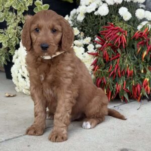 Blaze Goldendoodle