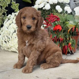 Bobo Goldendoodle