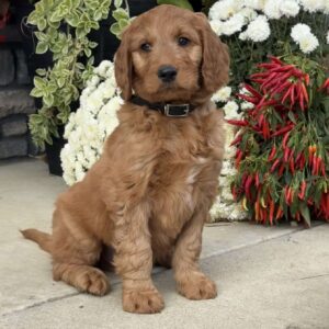 Booker Goldendoodle
