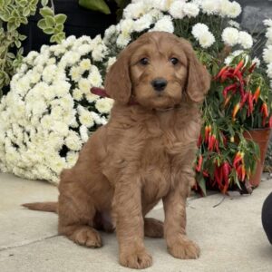 Bumper Goldendoodle
