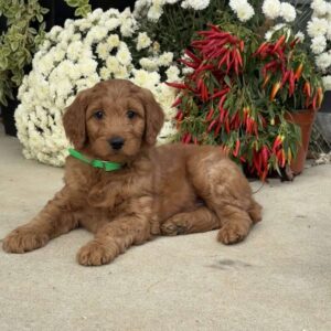 Buck Goldendoodle