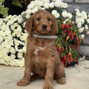 Blossom Goldendoodle