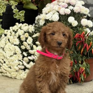 Josie Mini Goldendoodle
