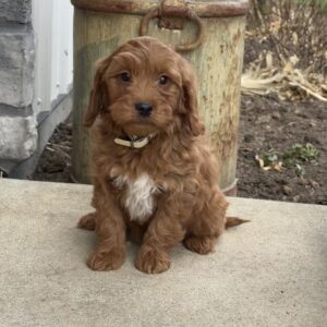 Ida Mini Goldendoodle