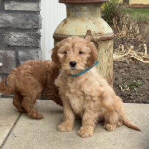 Snoopy Mini Goldendoodle