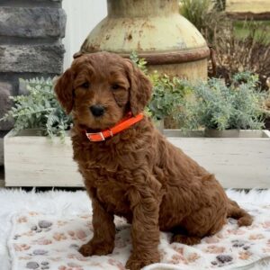 Hope Goldendoodle