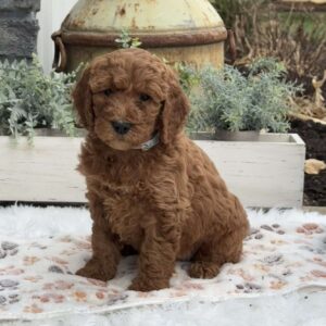 Hazel Goldendoodle