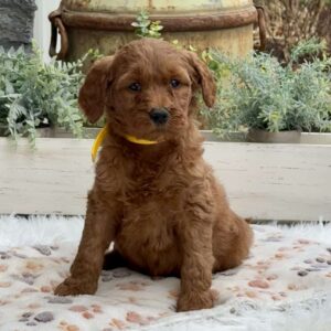 Alice Goldendoodle