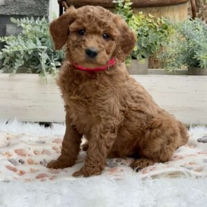 Angie Goldendoodle