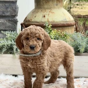 Adam Goldendoodle