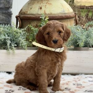 Arthur Goldendoodle